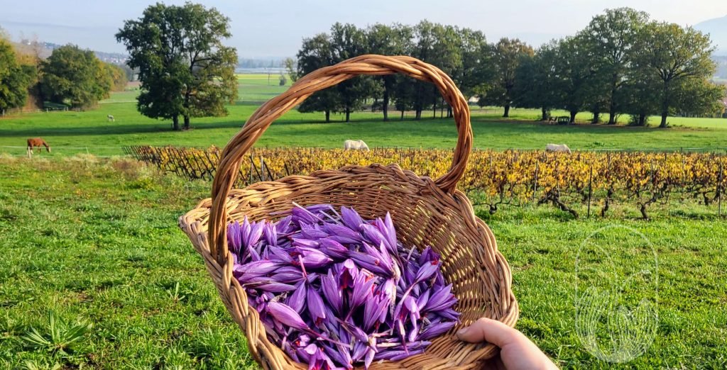 Vue sur un champs avec un premier plan un panier en osier rempli de fleurs de safran fermées, avec la pointe des stigmates rouge qui dépassent des pétales.