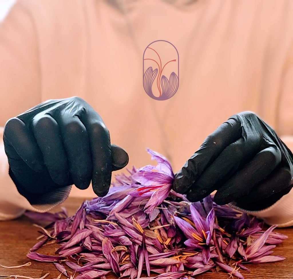 Vue sur deux mains portant une paire de gants, durant la phase d'émondage des fleurs de safran