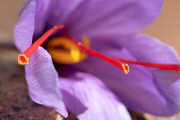 Le safran c'est quoi ? Zoom sur une fleur de safran avec vue sur les stigmates rouges au centre des pétales violets.