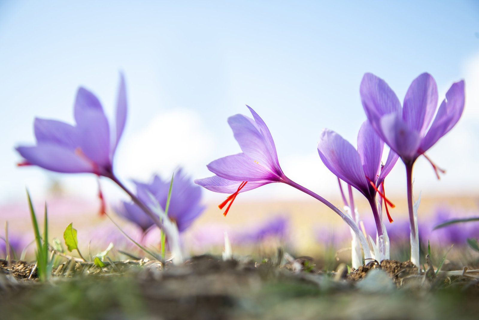 Le safran c'est quoi ? Zoom sur des fleurs de safran où l'on distingue les stigmates rouges au centre des pétales violets.