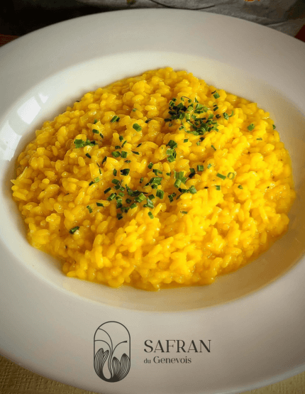 Un risotto de safran, reconnaissable à sa couleur jaune, qui permet de bénéficier de tous les bienfaits du safran en cuisine