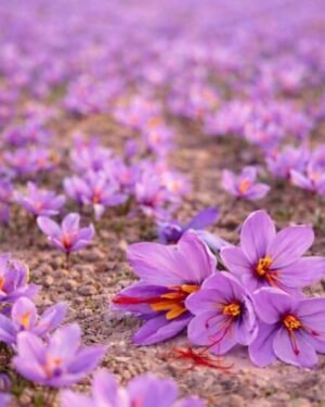 Vue sur des fleurs de safran bio fraîches, sortant de terre et prêtent à être récoltées