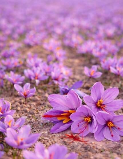 Vue sur des fleurs de safran bio fraîches, sortant de terre et prêtent à être récoltées